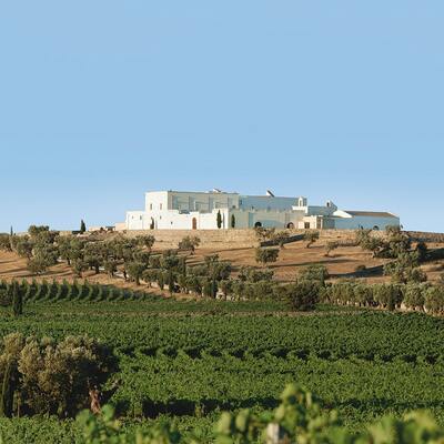 masseria-amastuola viñedo