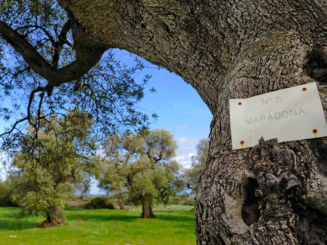 Masseria il Frantoio cata de aceite